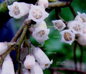  Flowers - See stamens
